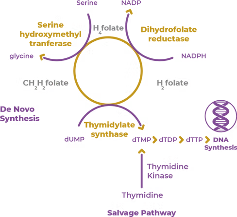 Diagrama de fluxo Timidina Kinase Tipo (TK1)