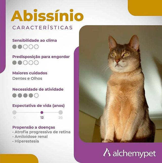 gato raça abissínio e suas características