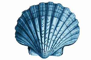 seashell.jpg
