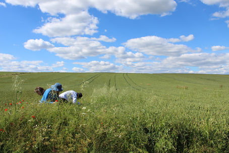 A weedy window on medieval wheat farming