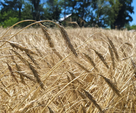 Looking back - a wheat cultivation cycle at Sterling College (Wendell Berry Farming Program, USA)