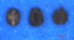 ree