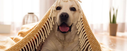Dog club website design featuring golden retriever