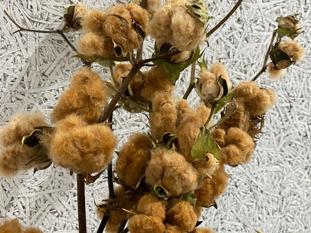 グラニテのクリスマス◯