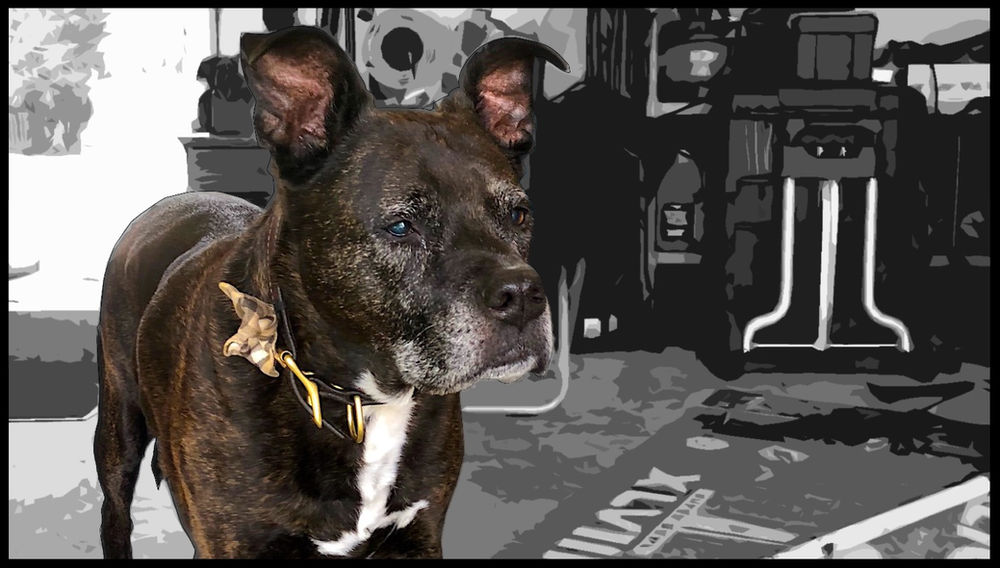 Dogs in the Garage Is It Safe?