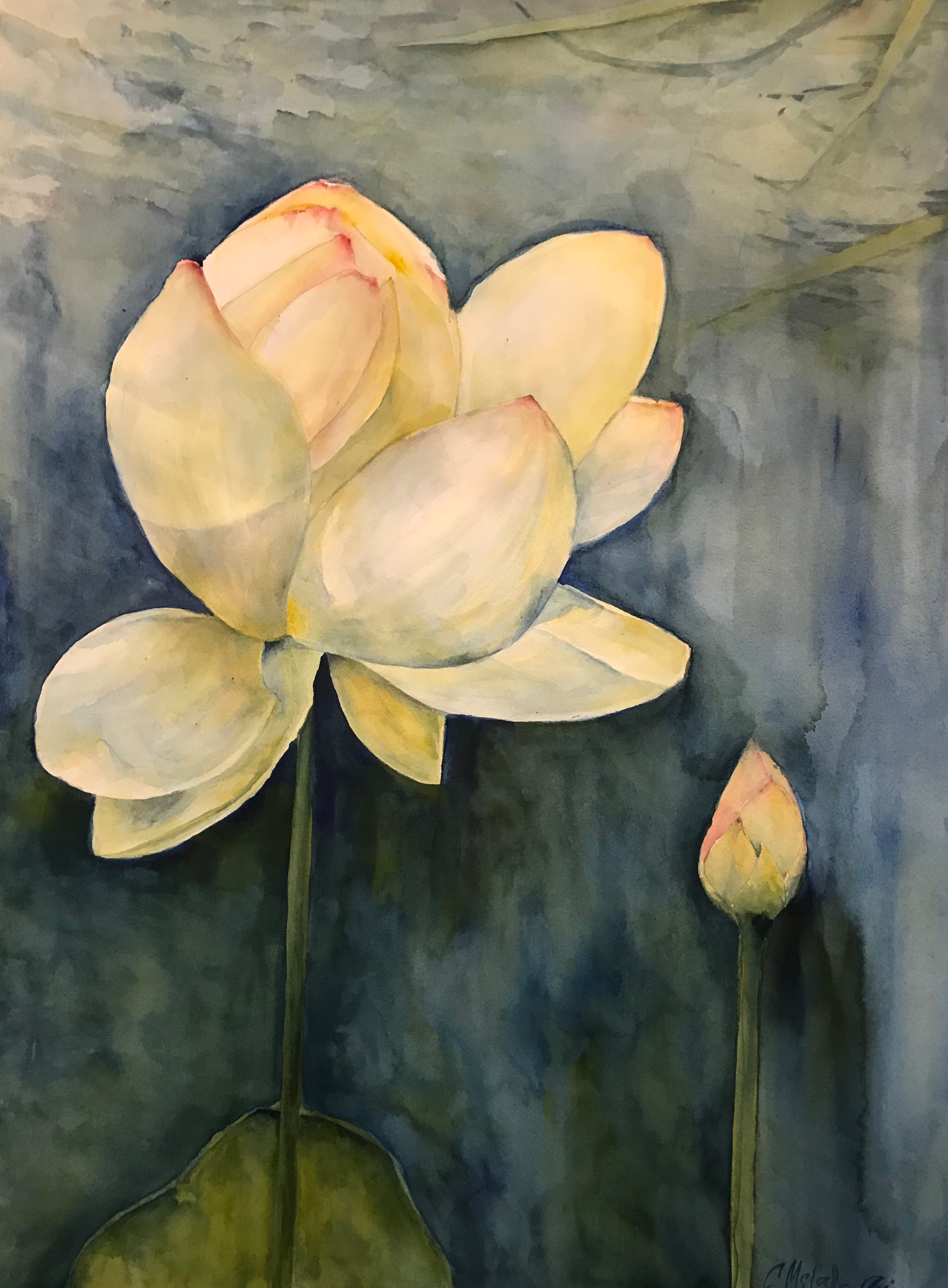 Stillness: Waterlily