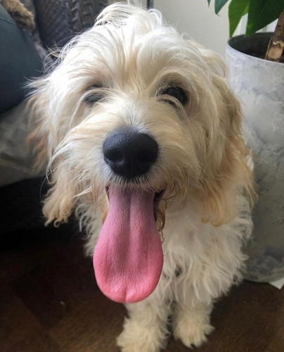 Goldendoodle