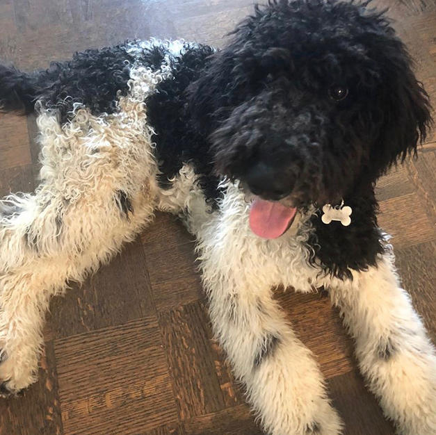 Archie
