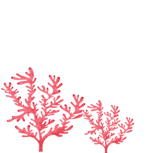 Copy of Untitled (2).png