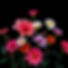 black background with bright color flowers.jpg