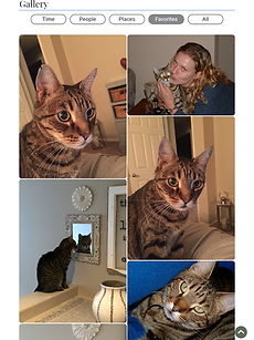 A digital photo gallery of a tabby cat, featuring close-up shots, playful poses, and moments with its owner at home.