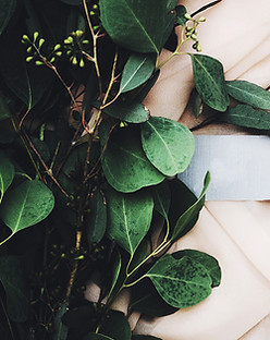 Eucalyptus Branch