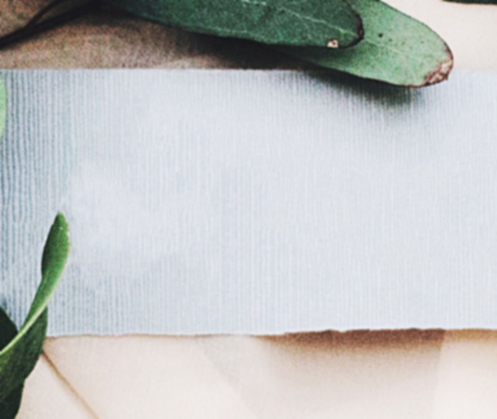 Eucalyptus Branch