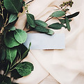 Eucalyptus Branch