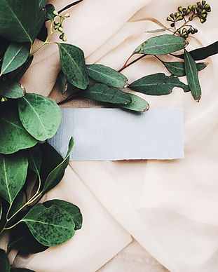 Eucalyptus Branch