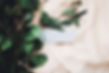 Eucalyptus Branch