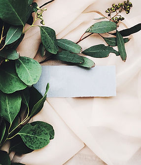 Eucalyptus Branch