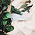 Eucalyptus Branch