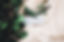 Eucalyptus Branch