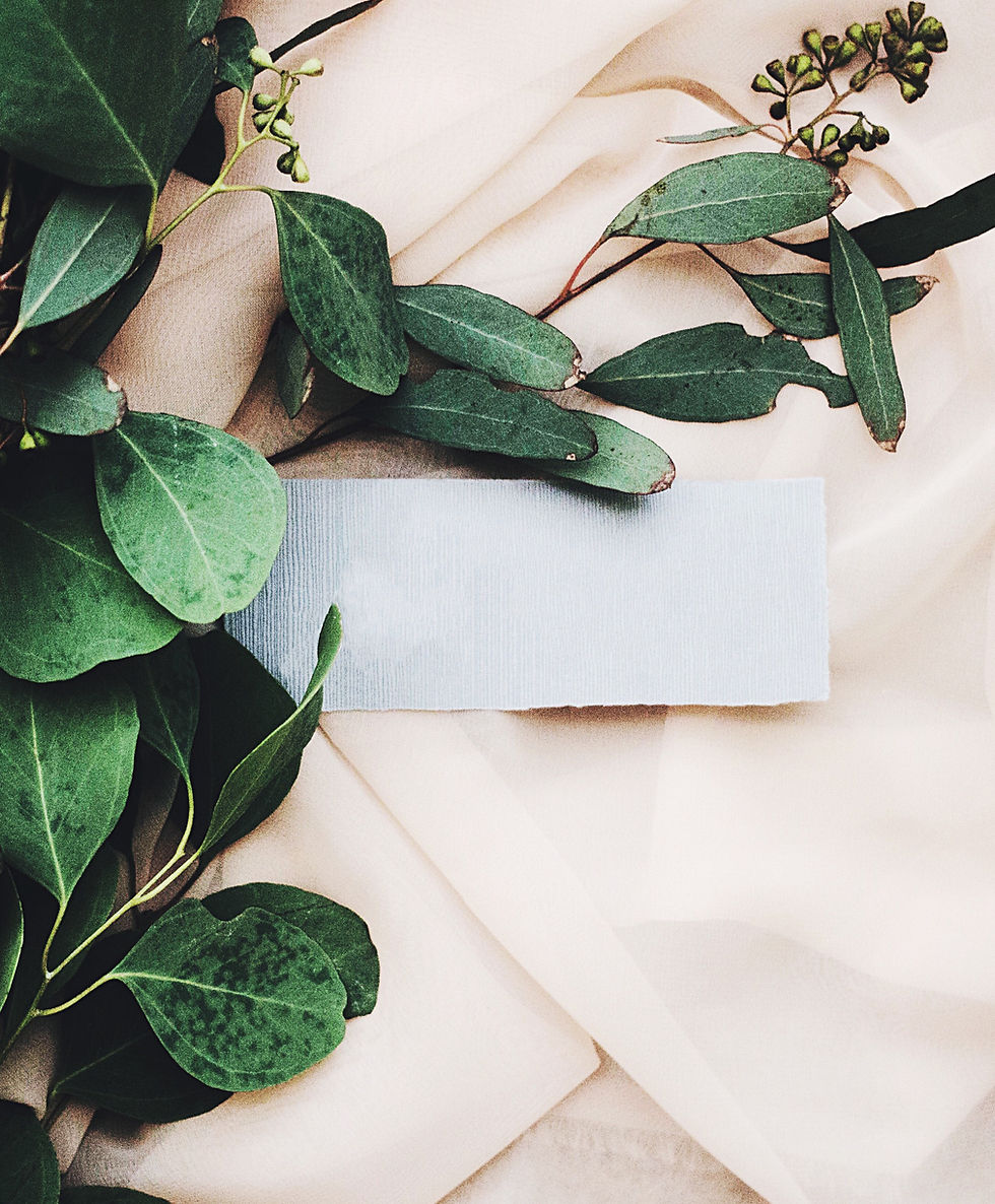 Eucalyptus Branch
