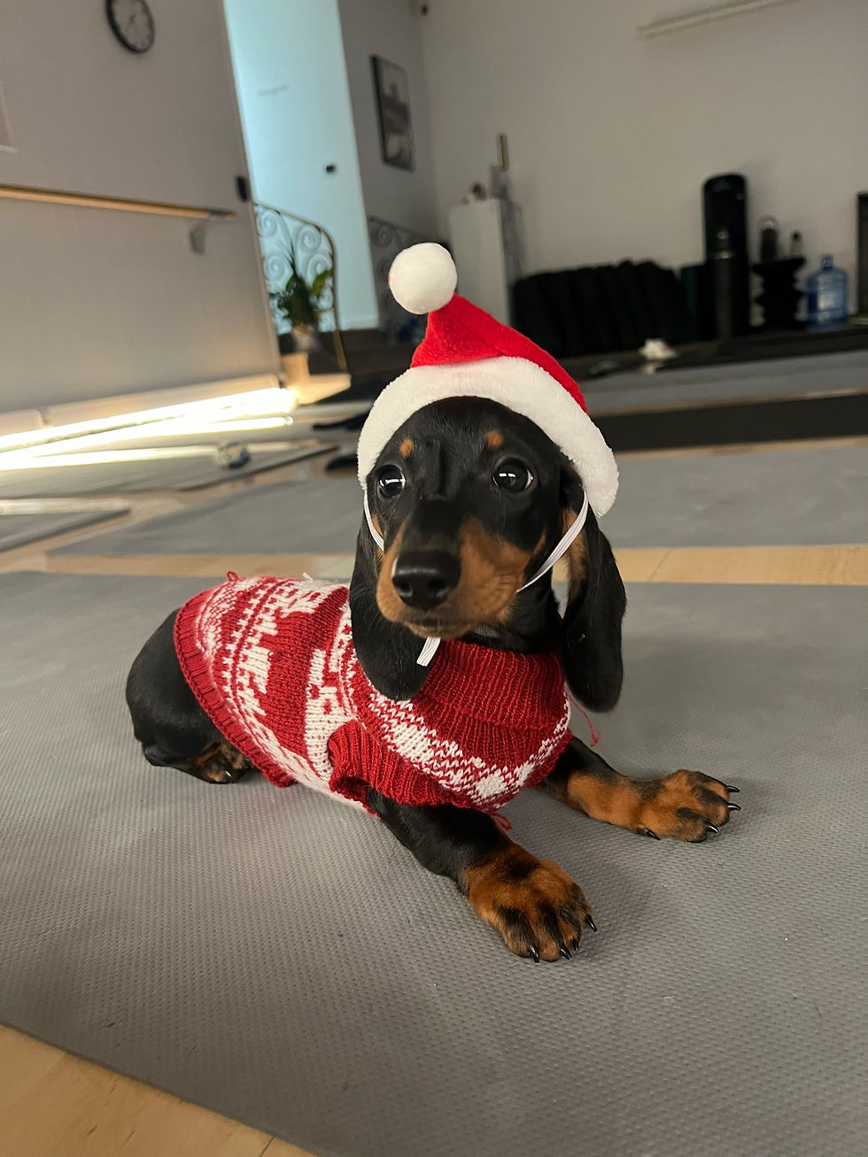 🎅🏼 PUPPY YOGA PARIS 🐶, 14h