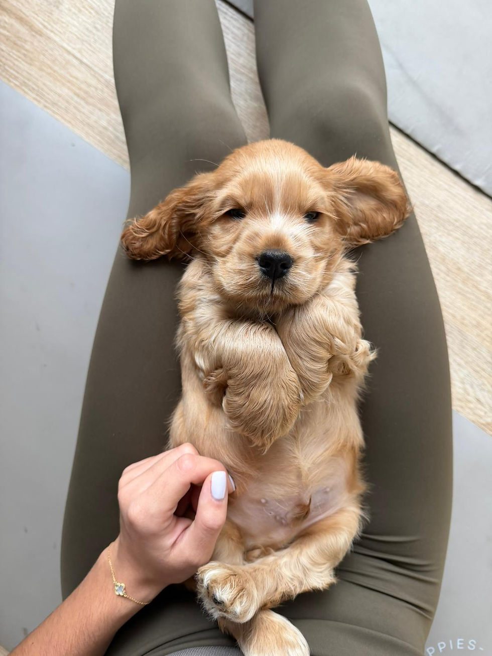 PUPPY YOGA PARIS 🐶, 14h30