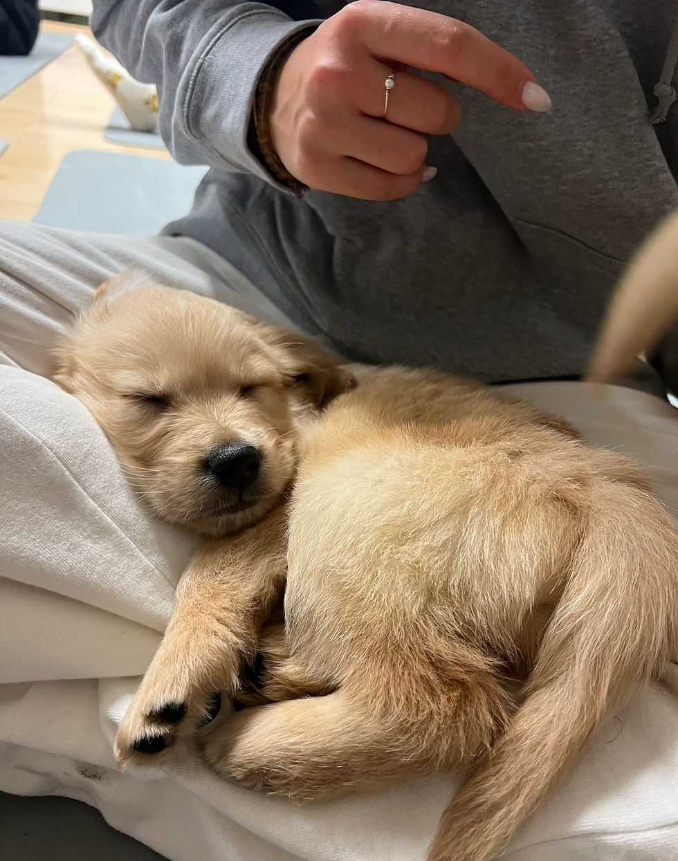 PUPPY YOGA PARIS 🐶, 14h