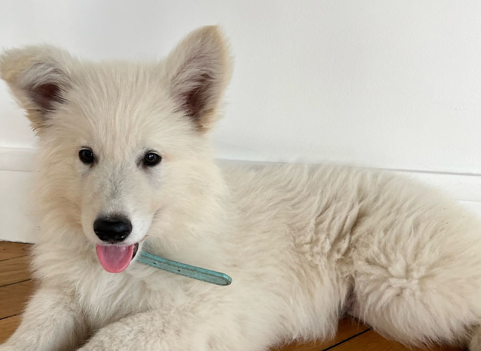 PUPPY YOGA PARIS 🐶, 15h30