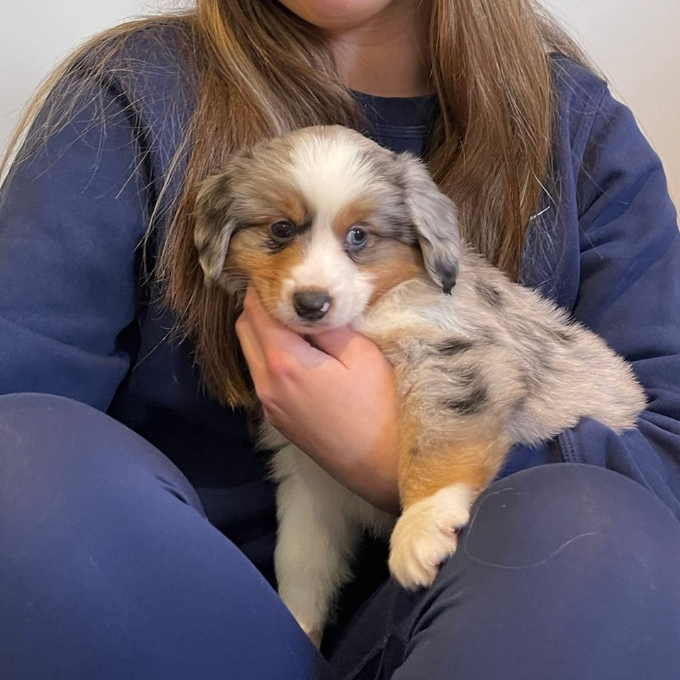 PUPPY YOGA PARIS đ¶, 10h