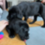 PUPPY YOGA PARIS 🐶, 16h