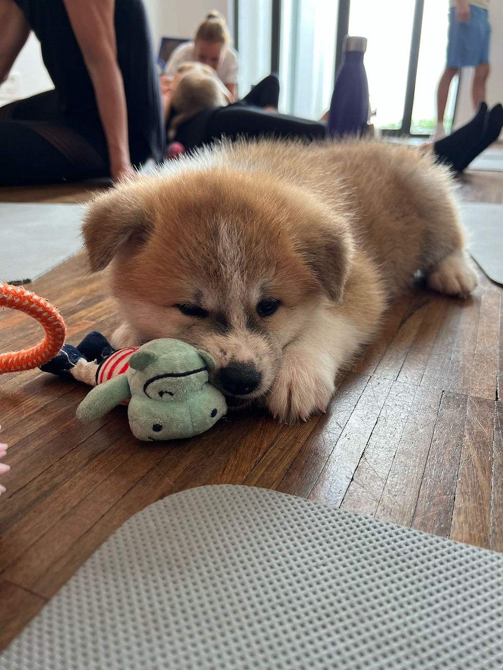 Puppy Yoga Paris, 15h35