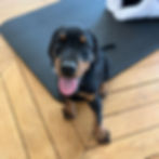 Puppy Yoga Paris, 16:20