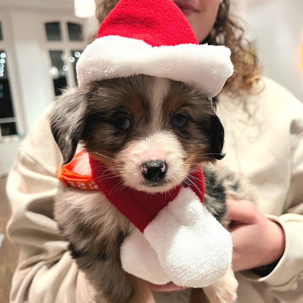 đ
đŒ PUPPY YOGA PARIS đ¶, 15h30