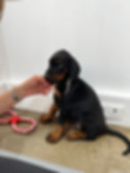 Puppy Yoga, 12h15