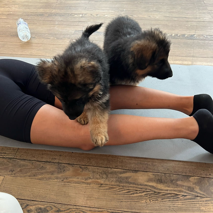 Puppy Yoga Madrid, 15h30