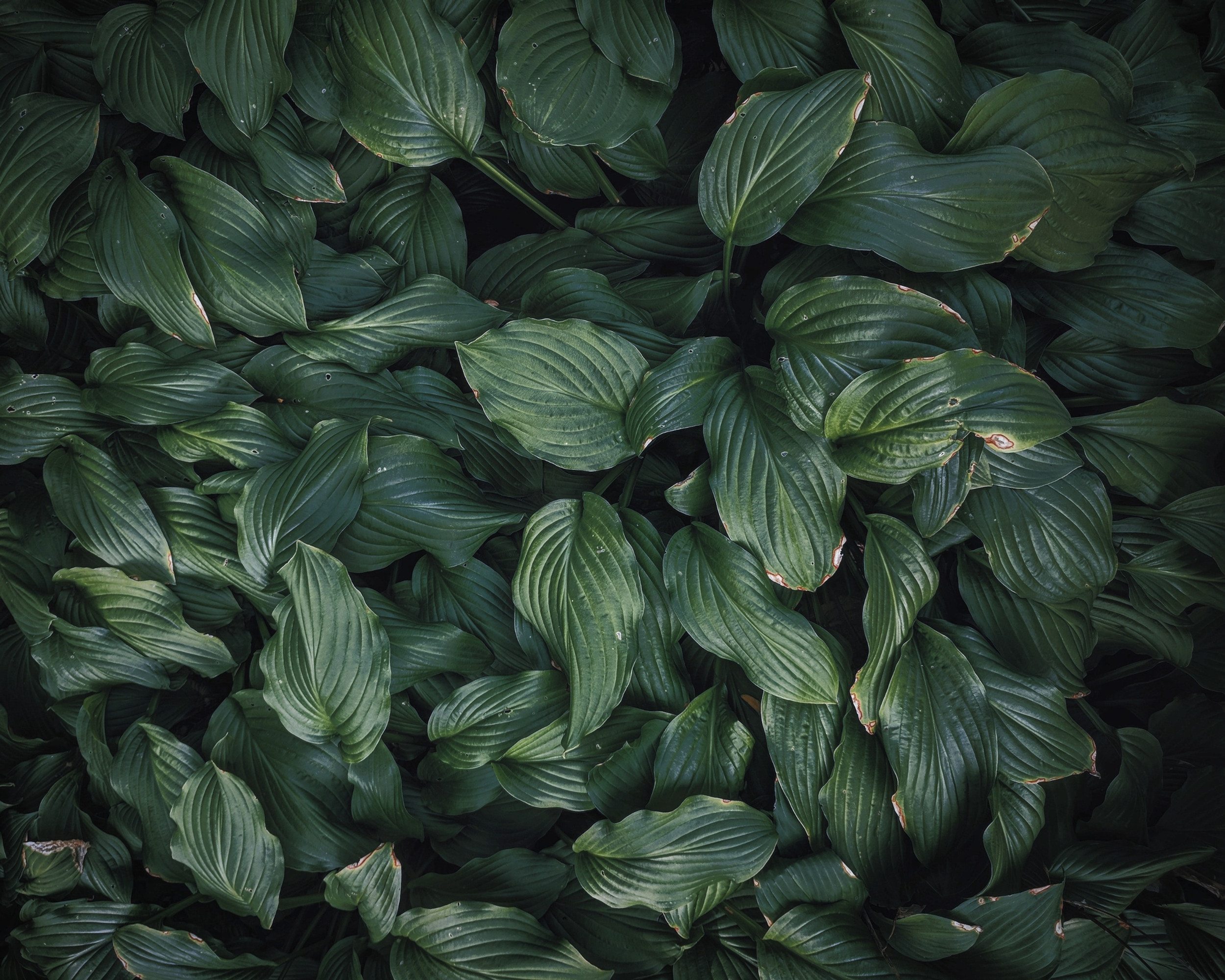 Trellis Mental Health Support Strategies