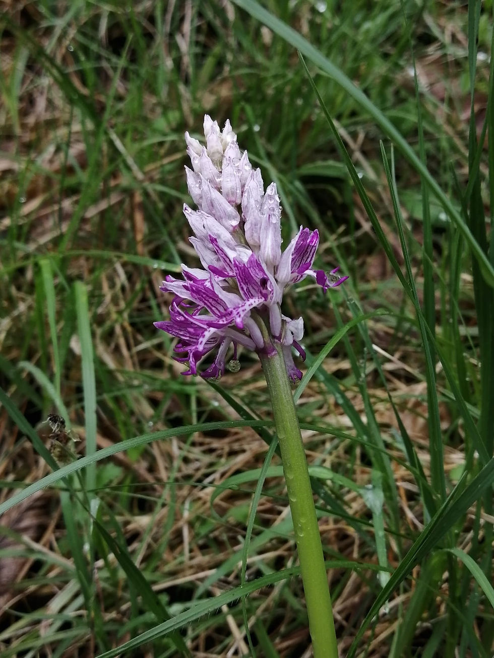 Chamoise - les monts d'Ain - 2
