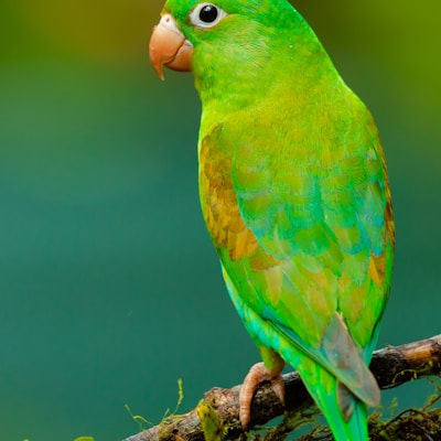 Bird Cage Accessories View