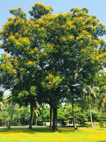 Yellow Flame Tree - Peltophorum Pterocarpum.jpeg