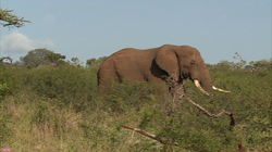 Le business des safaris. France Ô