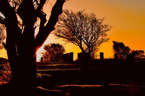 Nature photograph of a sunset, showing the outlines of tress and buildings