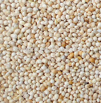 white millet.jpg