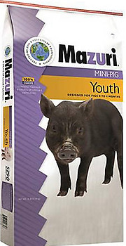 mini pig youth .jpeg