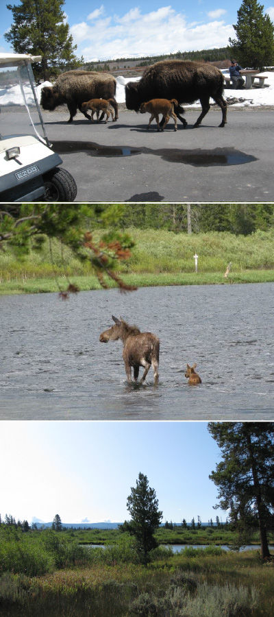 Yellowstone