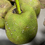 Thumbnail: Jackfruit