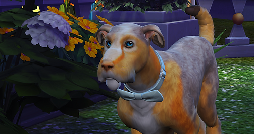 TS4_x64 2018-11-16 21-33-34.png
