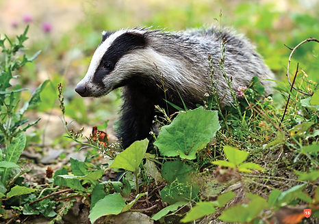 LACS legacy brochure_pages15.jpg