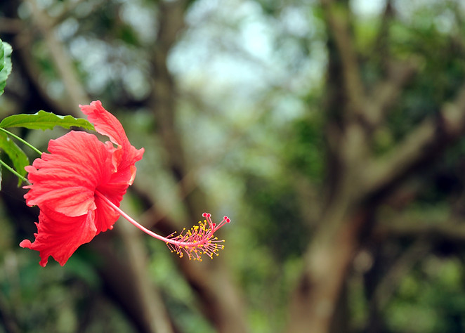 red flower
