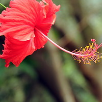 red flower