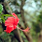 Rote Blume